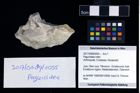 Foto (Objekt + Etikett) von Paguroidea indet.  (NHMW-GEO-2017-0089-0055)